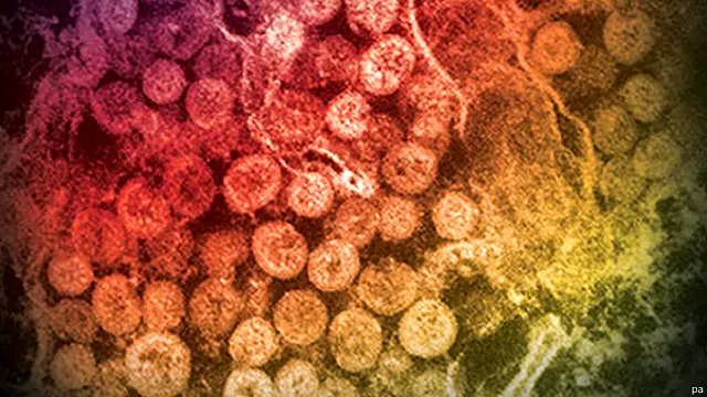 يأمل العلماء أن يقود العمل المستمر إلى تحويل اللقاح إلى تطعيم مضاد للفيروس للإنسان.