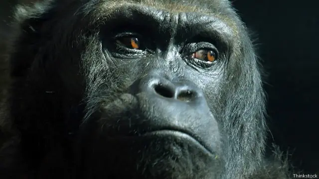 Согласно одной из теорий, белизна глаз важна для взаимодействия с другими людьми