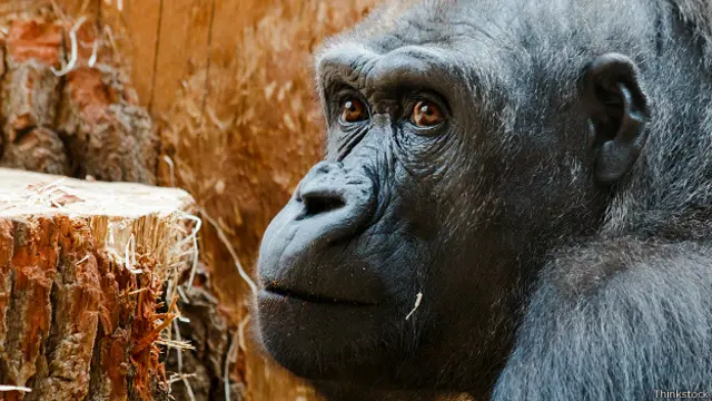 У большинства горных горилл темные глаза