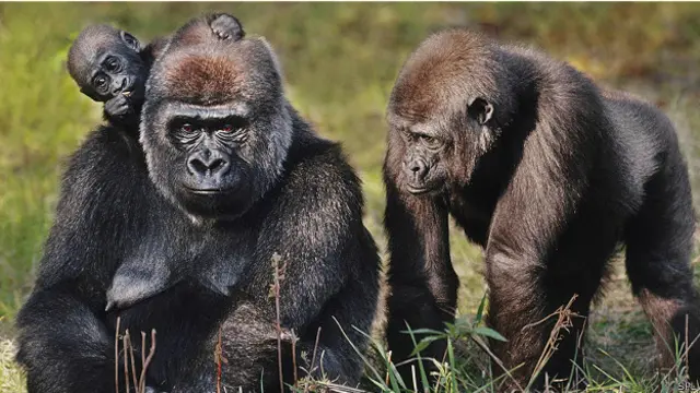 Использование глаз для взаимодействия не является уникальной способностью человека 