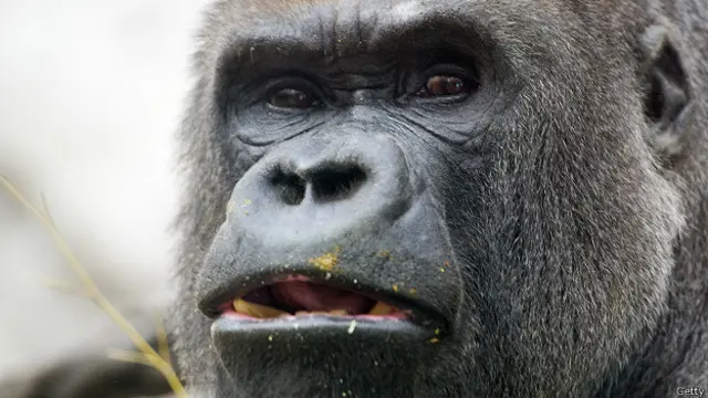 Мы не единственные существа с белой склерой