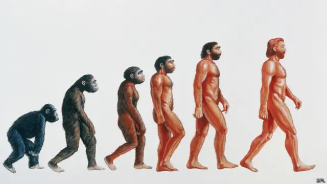 Evolución