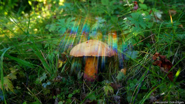 Александр Докучаев