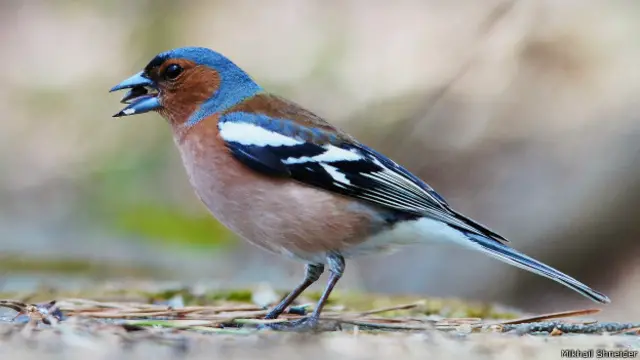 Птица. Фото Михаила Шнейдера