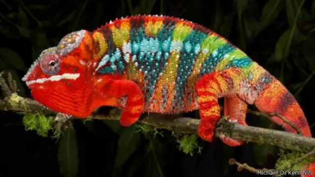 حرباء من نوع "حرباء النمر" المعروفة علميا باسم (فُرْسيفر بَرداليس)