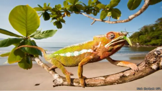 حرباء من نوع "حرباء النمر" المعروفة علميا باسم (فُرْسيفر بَرداليس) تلتهم حشرة من نوع فرس النبي.