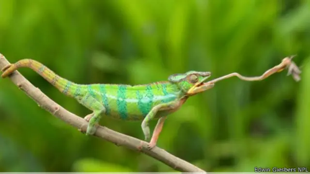 حرباء من نوع "حرباء النمر" المعروفة علميا باسم (فُرْسيفر بَرداليس) وهي تمد لسانها لالتقاط شيء ما