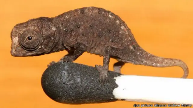 حرباء من نوع (بروكيشا مايكرا) وهو أصغر نوع من الحرابي معروف في العالم