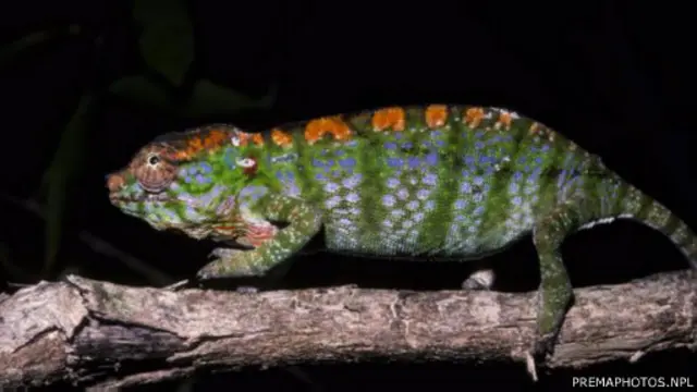 لا تطول حياة الحرابي من نوع "حرباء لابورد" - المعروف علميا باسم (فُرْسيفر لابوردي) - كثيرا