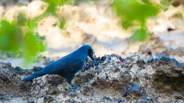 Corvo usa ferramenta para forragem (Crédito: Roland Seitre/NPL)