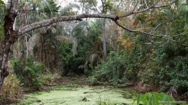 As densas florestas da Costa do Marfim (Crédito: André Quillien/Alamy)