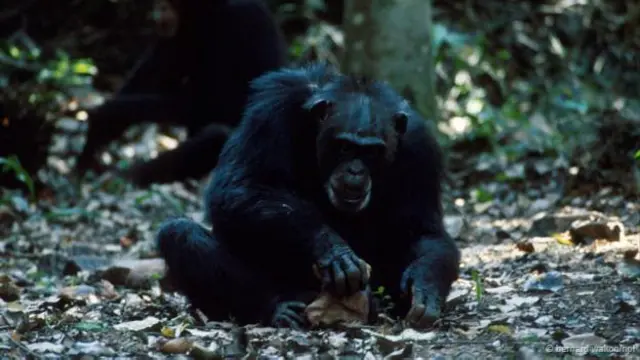 Chimpanzés têm usado ferramentaspix bet bbbpedra por milênios (Crédito: Bernard Walton/NPL)