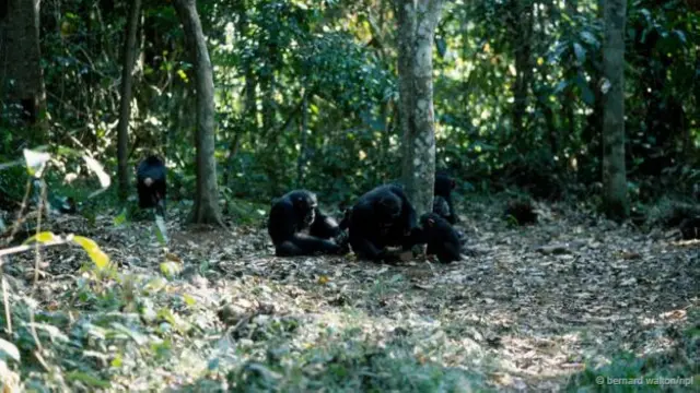 Um grupopix bet bbbchimpanzés quebrando nozes com pedras (Crédito: Bernard Walton/NPL)