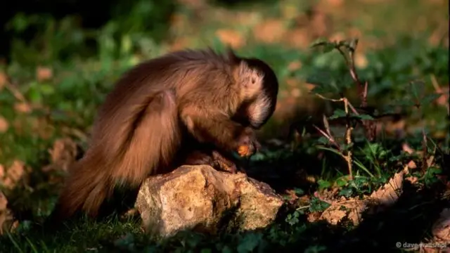 Macaco-prego já aprendeu a usar ferramentaspix bet bbbpedra (Crédito: Dave Watts/NPL)