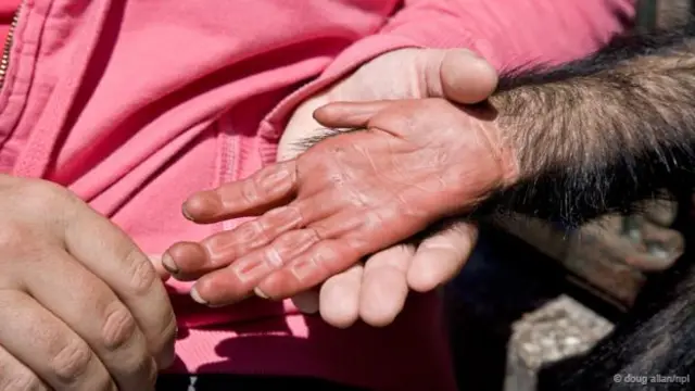 As mãos humanas são parecidas com as dos chimpanzés (Crédito: Doug Allan/NPL)