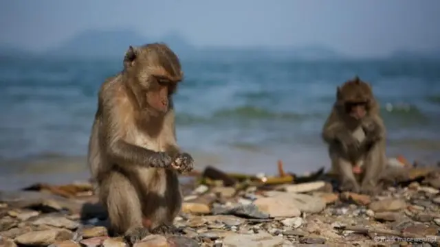 Macacos usando ferramentaspix bet bbbpedra para ajudar na alimentação (Crédito: Mark MacEwen/NPL)