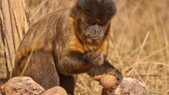 As ferramentas usadas pelos macacos e chimpanzés são rudimentares (Crédito: Mary McDonald/NPL)
