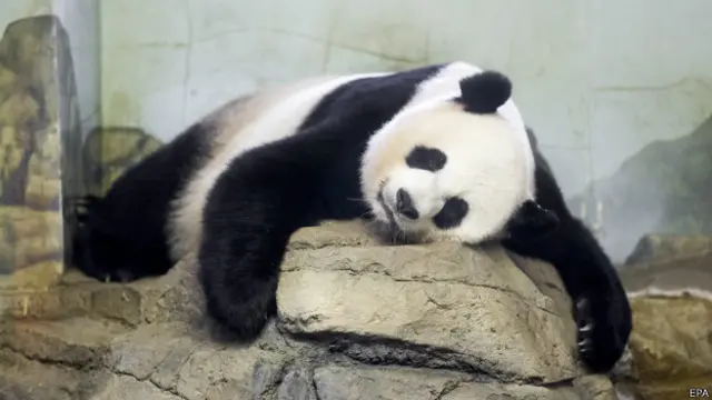 Гигантская панда