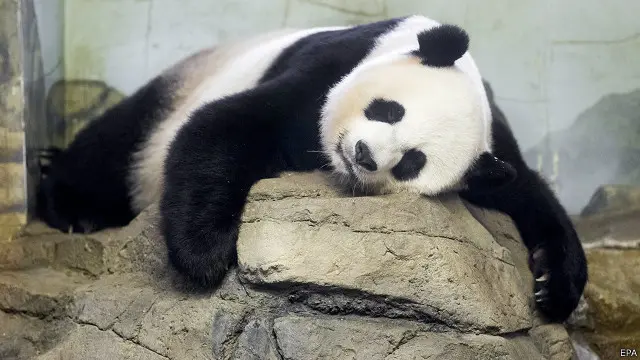 Menurut petugas kebun binatang, bayi pertama Mei Xiang lahir pada pukul 05.34 sore waktu setempat, dan empat jam kemudian lahir bayi kedua.