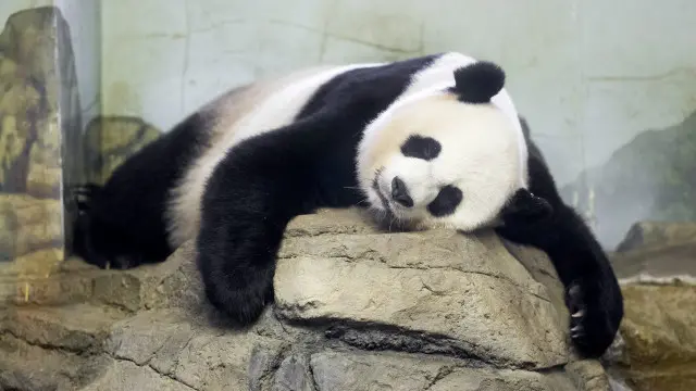 'මෙයික්සියාන්ග්' මව් පැන්ඩා