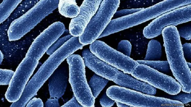 الالتهابات البكتيرية مثل بكتيريا الأمعاء (سي ديفيسيل) آخذة في الانتشار على مستوى العالم 