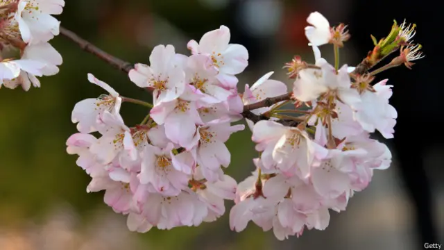 Цветущая сакура