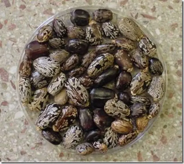 千萬不要吃蓖麻籽