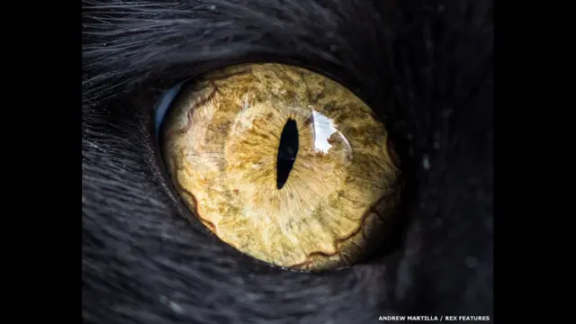 د پیشو د سترګو د انځور اخیستو لپاره ډېر زغم او صبر ته اړتیا ده. دا ټول انځورونه د انډرو مارټیلا/ REX FEATURES دي.