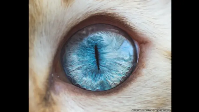 El ojo de Husker el gato. Andrew Marttila/REX