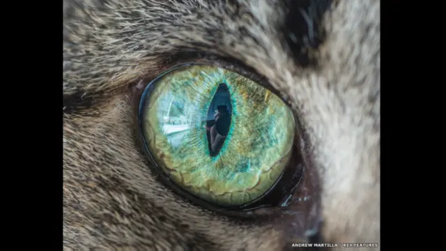 El ojo de Kip el Gato. Andrew Marttila/REX