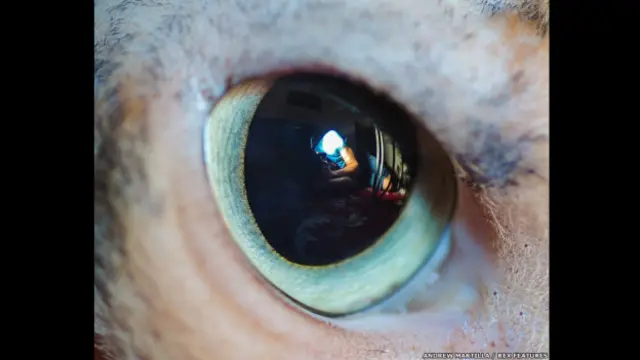 El ojo de Raja el gato. Andrew Marttila/REX