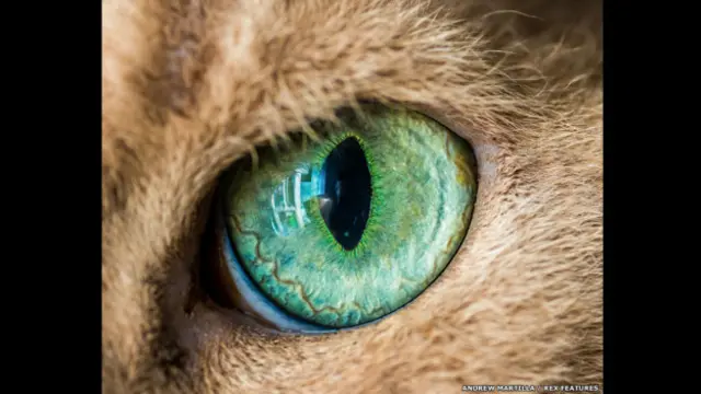 El ojo de Oberon el gato. Andrew Marttila/REX