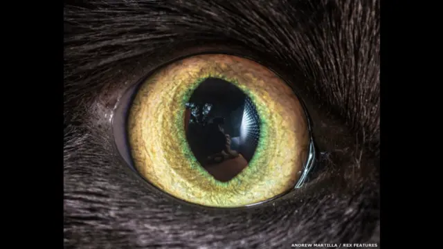 El ojo de Squeak el gato. Andrew Marttila/REX