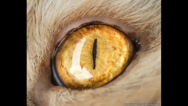 El ojo de Tim el gato. Andrew Marttila/REX