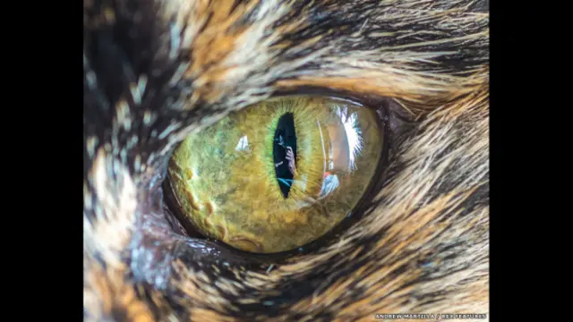 El ojo de Lady la gata. Andrew Martila/REX