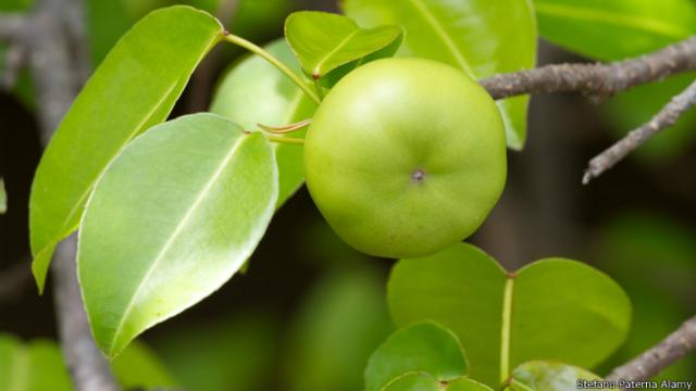 Comer el fruto del manzanillo puede ser letal debido a los vómitos severos y diarrea que produce.