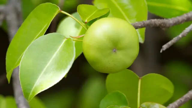 Một trong những loài cây mà ta không thể chạm vào bất kể điều kiện thời tiết ra sao hiện đang chiếm danh hiệu là loài cây nguy hiểm nhất thế giới. Đó là cây Manchineel (tên khoa học là Hippomane mancinella) thuộc họ thầu dầu, mọc ở các vùng phía bắc Nam Mỹ cho đến Florida Everglades và khắp vùng Caribbe. Trong tiếng Tây Ban Nha, cây này được gọi phổ biến với cái tên cây táo tử thần.