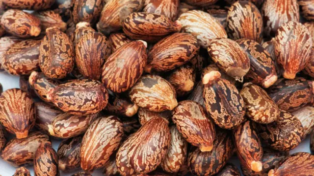 Dầu thầu dầu, hay được dùng để tẩy ruột khẩn cấp, được chiết xuất từ hạt của cây này. Dầu này có chứa chất ricin cực độc, cho nên nó đoạt danh hiệu là loại cây chứa độc dược mạnh nhất thế giới. Sau khi phần dầu có dược tính nhuận tràng đã được chiết xuất, phần bã của hạt đốm nâu còn lại chứa một loại hỗn hợp độc tố cực mạnh. Tuy nhiên, vỏ ngoài của hạt thầu dầu thường đủ cứng nên nếu chẳng may nuốt nguyên hạt thì nó sẽ đi qua hệ tiêu hóa mà không làm chết người. Bạn phải nhai và nuốt tới năm hạt thầu dầu mới đủ liều gây nguy hiểm chết người cho người lớn, nhưng với trẻ em thì chỉ cần một hạt.