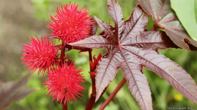 Cây thầu dầu Ricinus communis (Hình: Stocksnapper/Alamy)