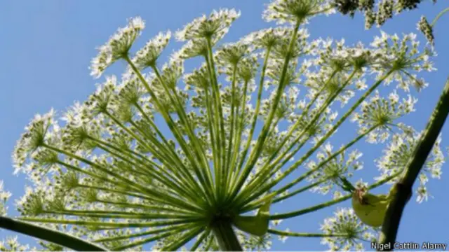 نبتة "هرقل" العملاقة المثيرة للمتاعب المعروفة علميا باسم (هيركليوم مانتاغازينْم) 