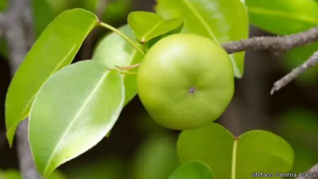 ثمار فاكهة نبات المنشانييل 