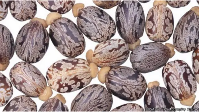  حبوب نبات الخروع غير الصالحة للأكل لخطرها على الصحة 