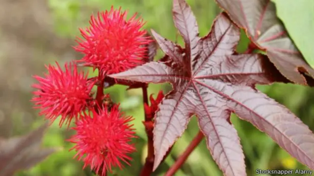 نبات الخروع المعروف علميا باسم (ريسينَس كوميونس) 