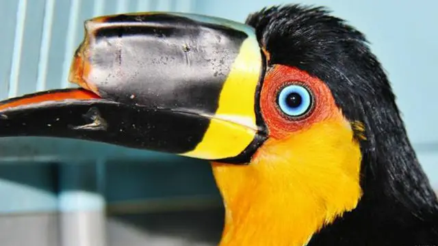 مادہ ٹوکان کا نام ٹائٹا ہے اور اسے ریوڈی جنیرو میں جنگلی حیات کے ایک میلے سے پکڑا گیا تھا