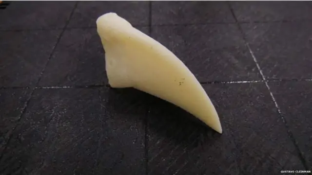 صنوعی چونچ کا وزن لگ بھگ چار گرام ہے اور یہ چار سینٹی میٹر طویل ہے