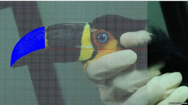 محققین کو اس چونچ کا نمونہ تیار کرنے میں تین ماہ لگے لیکن اسے پرنٹر کے ذریعے پرنٹ کرنے میں صرف دو گھنٹے صرف ہوئے