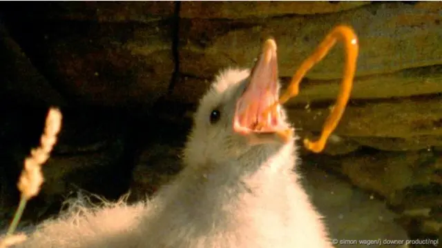 Anak burung fulmar (Foto: Simon Wagen/J Downer Product/NPL)