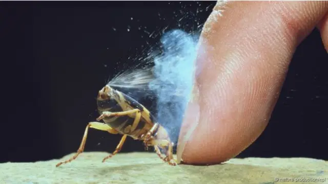 Kumbang pengebom (Foto: Nature Production/NPL)