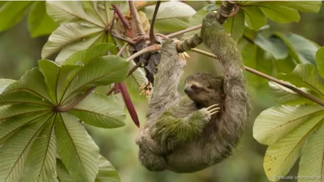 Kukang dinobatkan sebagai binatang paling bau di dunia. (Foto: Visuals Unlimited/NPL)
