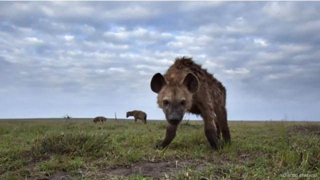 Hyena yang memiliki mentega bau! (Foto: Anup Shah/NPL)